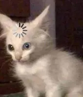 Meme: a white kitten with a loading spinner above its head